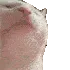 DanceCatGatoBaile