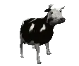 vaca