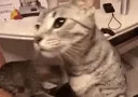 catcheese