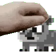 petkoala
