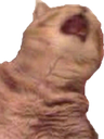 catGAHHH Discord emoji