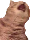 CatGAHHH Discord Emoji