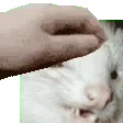 FerretPet FerretPet