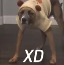PerroXD