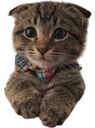 scaredkatton