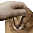 petfloppa