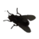 Fly Fly