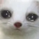 cri cri