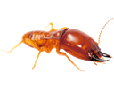 term2 Discord emoji