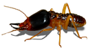 term1 Discord emoji