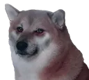 shibe_stop