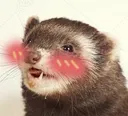 ferret_blush