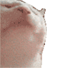 DancingCat