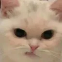 fmiruscatpissed fmiruscatpissed