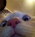 caaaaat