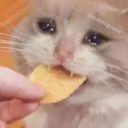 chipcat Discord emoji