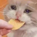 chipcat