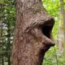 loggers