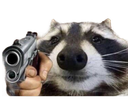 raccgun Discord emoji