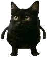 AC_catshort Discord Emoji