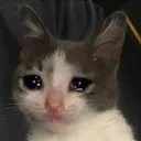 sadcat