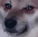 saddog
