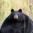 ChonkBear Discord emoji