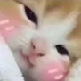 ac_catblush