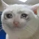 Cryingcat Cryingcat