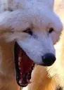 walf1