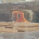 birbweird birbweird