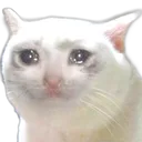 crycat crycat