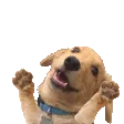 danc