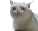 crye