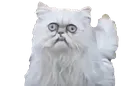 Grumpy Cat grumpy_cat Discord Emoji
