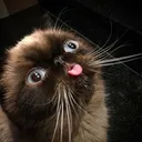 derp_cat Discord Emoji