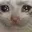 SadCat SadCat