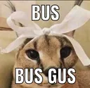 busgus