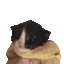 hello