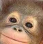 D_OrangutanBaby D_OrangutanBaby