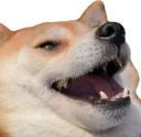 w_dogekek