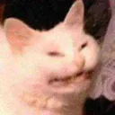 catteehee