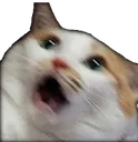 0w0