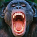 chimp