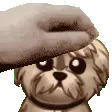 MoxsyYoshiPet