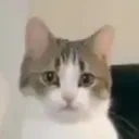randomcat1 Discord Emoji