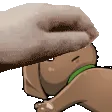 PETTHENYY0LOST