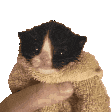 meow Discord Emoji