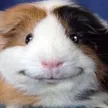 hamster_smile hamster_smile