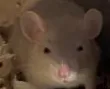 angyratty